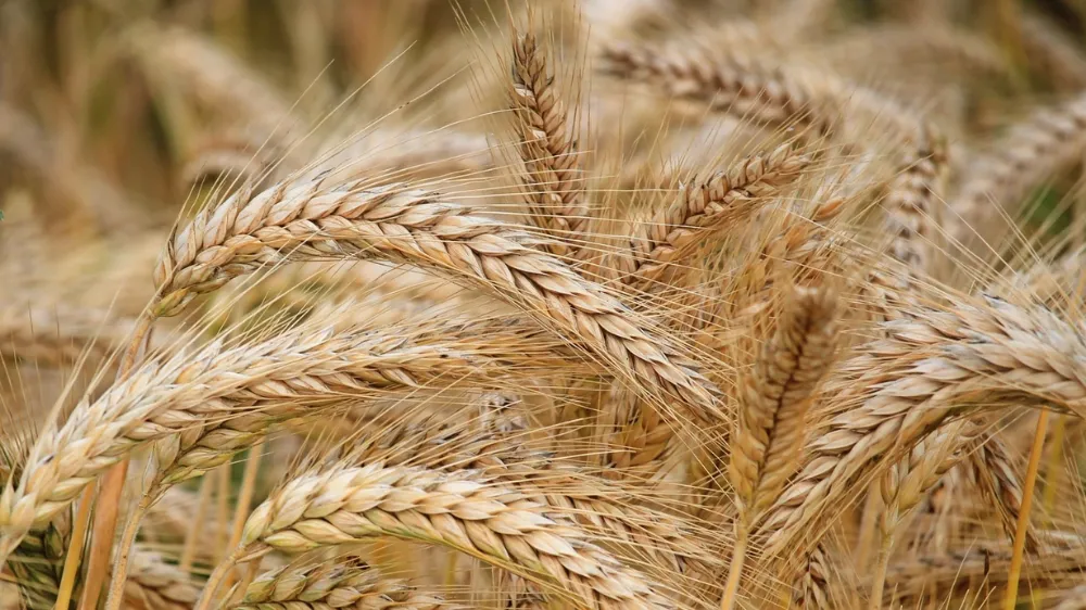 TOBB buğday ve arpa fiyatları dalgalanıyor