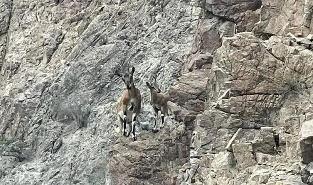 Yusufeli Barajı Sahasında Yaban Keçileri Doğal Yaşam Alanı Buldu!