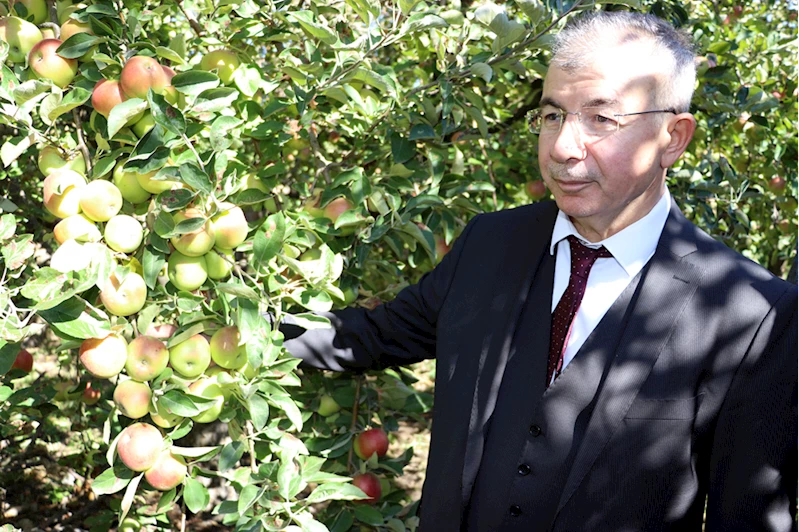 Coğrafi işaret tescilli Amasya misket elmasında hasat zamanı