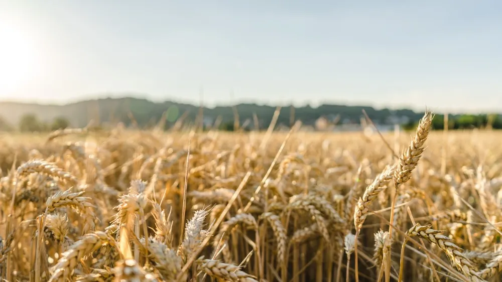 Çiftçiye sevindiren buğday ve arpa fiyatları yeniden artıyor