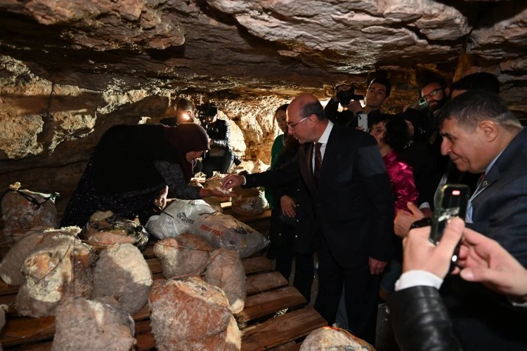 Peynir tulumundan ilk hasat