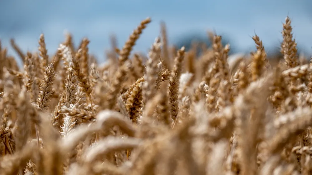 Güncel TOBB buğday ve arpa fiyatları yükseliyor
