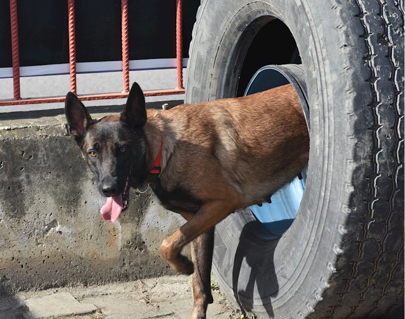 Trabzonlu itfaiyeci yetiştirdiği K9 köpeğiyle arama kurtarma çalışmalarına katılıyor