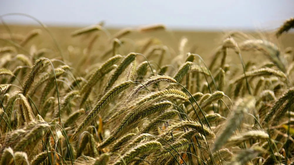 Güncel TOBB buğday ve arpa fiyatları