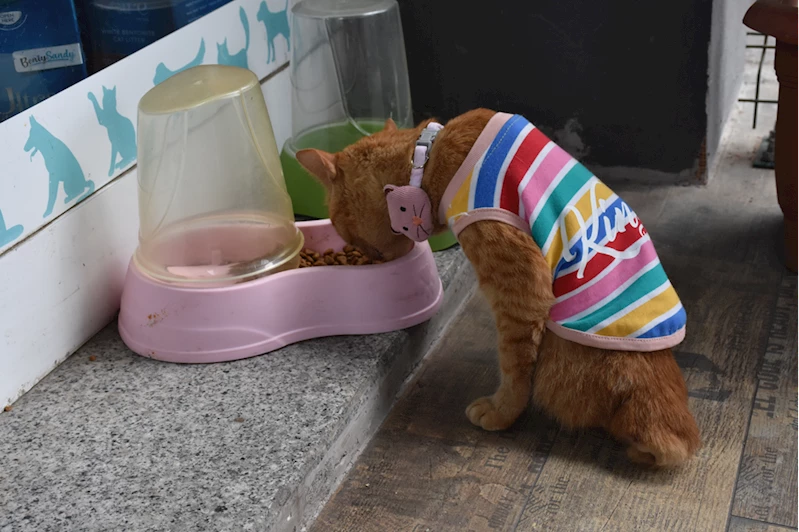 Trabzonlu veteriner hekim tedavi ederek hayata bağladığı kediyi sahiplendi