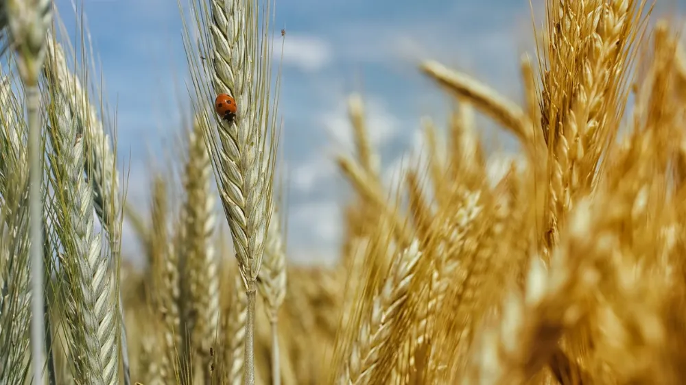 TOBB güncel buğday ve arpa alım fiyatlarında artış!