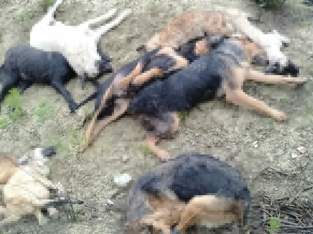 Feci olay! 14 köpek ölü bulundu