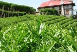 Çiftçilere Yeni Destekler: Yaş Çay Üreticilerine Mazot ve Gübre Desteği