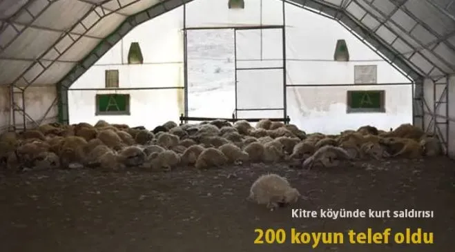 Bayburt’ta kurt saldırısı: 200 koyun telef oldu