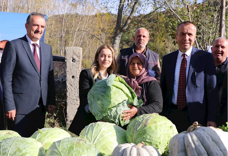 Eskipazar lahanasında hedef 1250 ton rekolte 