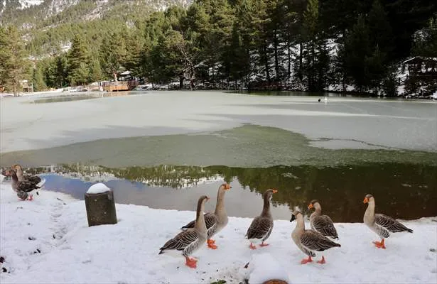 Limni Gölü Tabiat Parkı kış mevsiminde yaban hayvanlarına ev sahipliği yapıyor