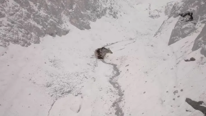 Karla kaplı Munzur Dağları’nda yiyecek arayan bozayı görüntülendi