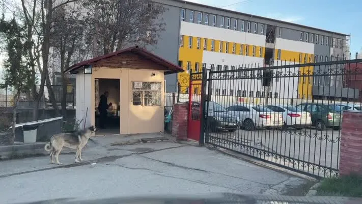  Lise öğrencinin yaralandığı bölgedeki sahipsiz köpekler belediye ekiplerince yakalandı