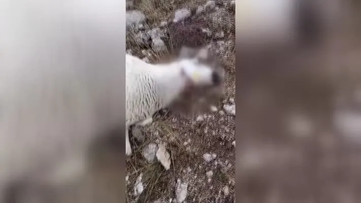 Sürüye saldıran kurtlar 37 koyunu telef etti