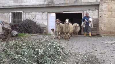  Kadın besici 3 yılda hayvan sayısını 17