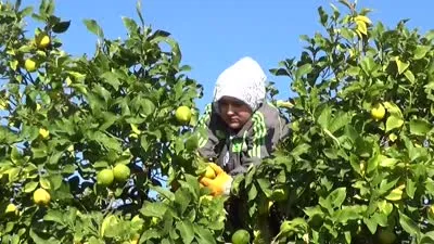  Tescilli Lamas limonunda hasat başladı