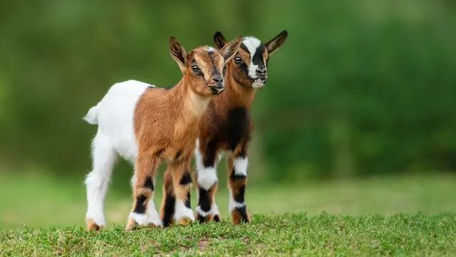 Keçi yavrusuna ne denir? Erkek, dişi, 1 yaşındaki ve yeni doğmuş keçi yavrusuna ne ad verilir?
