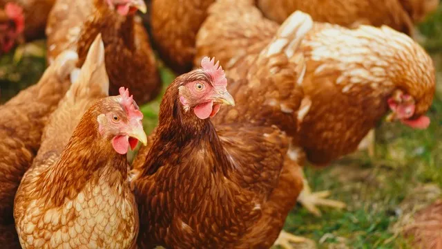 Tavuk cinsleri, türleri ve özellikleri: Yumurta tavuğu cinsleri ve özellikleri nelerdir?