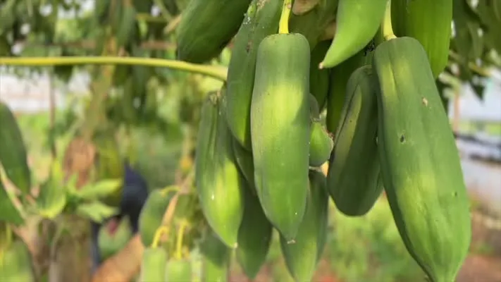  Taylandlı eşi sevdiği için hobi olarak yetiştirmeye başladığı papayayı ihraç ediyor