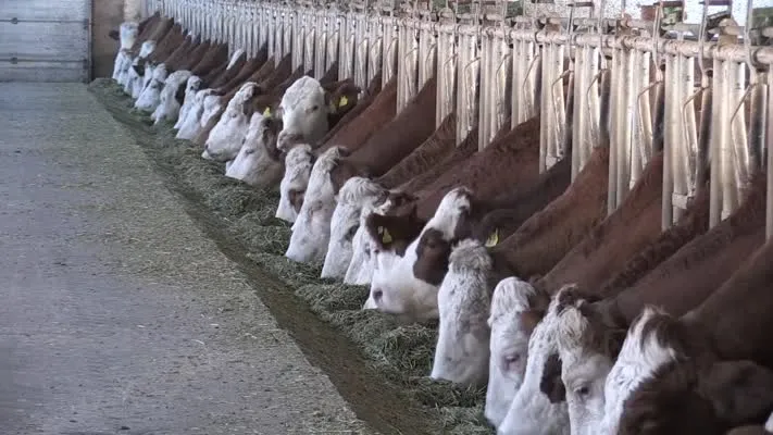  Yozgatlı üretici süt verimini artırmak için ineklere müzik dinletiyor