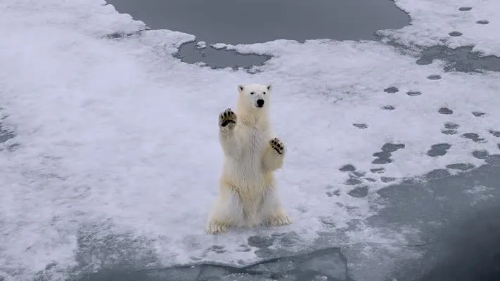 Kutup ayılarının eriyen dünyası