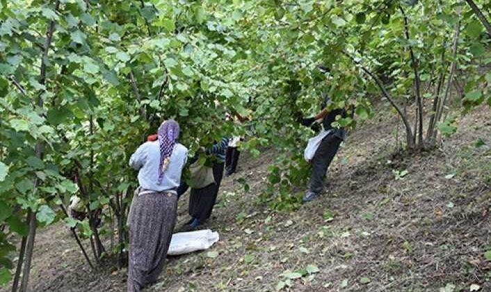 2023 fındık yevmiyesi ne kadar?