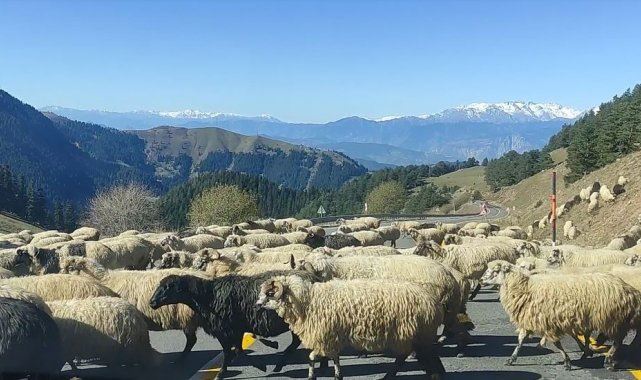 Ardahan-Artvin karayolu üzerinde yayla arazisinde koyunlar otlatılıyor