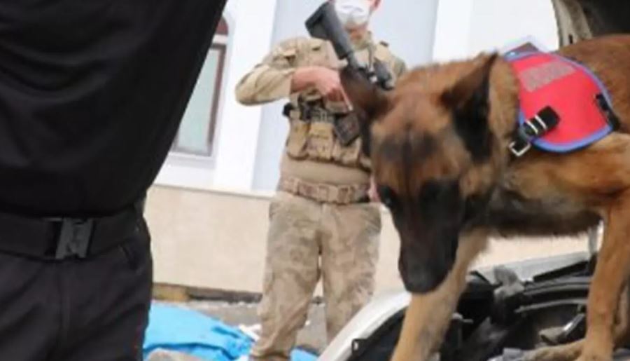 Trabzon İl J.K.lığı Jandarma Narkotik Madde Tespit Köpeği 