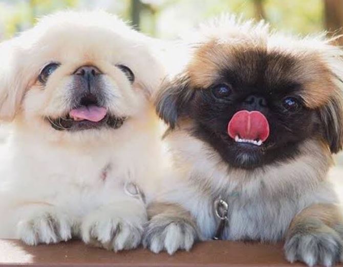 En Sevimli ve Basık Suratlı Köpekler 
