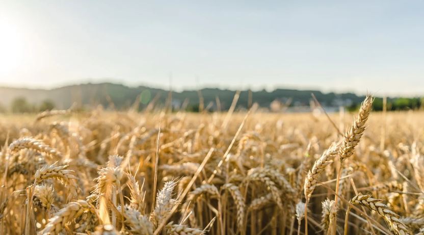 Buğday ve Arpa Alım Fiyatları Son Ayların Zirvesinde! 