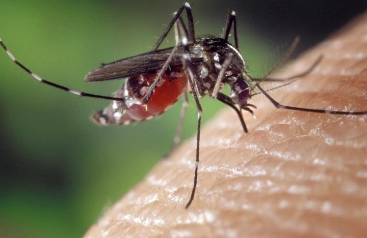 Sivrisineklere Karşı Etkili Korunma Yöntemleri ve Isırık Sonrası İlaçsız Tedavi Yöntemleri