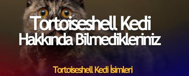 Tortoiseshell Kedi Güncel Fiyat