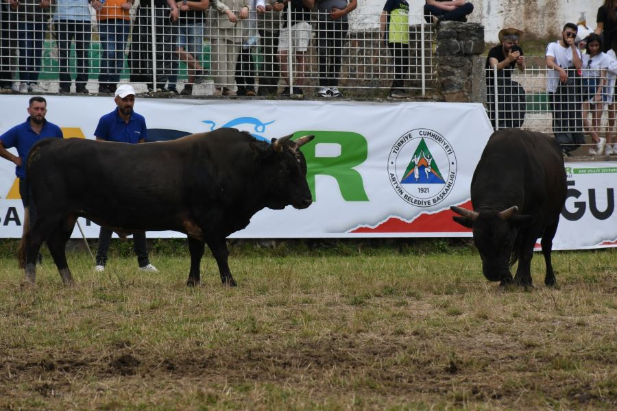 KAFKASÖR FESTİVALİNİN 2. GÜNÜNDE 16 BOĞA GÜREŞTİ