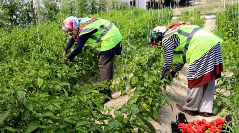 Safranbolu Belediyesi seralarında üretilen organik tarım ürünleri 