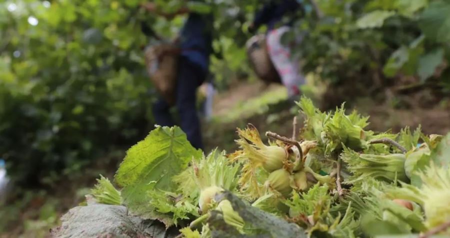 Trabzon’da üreticilerin fındık toplama ve ihracat yapacağı tarihler belli oldu