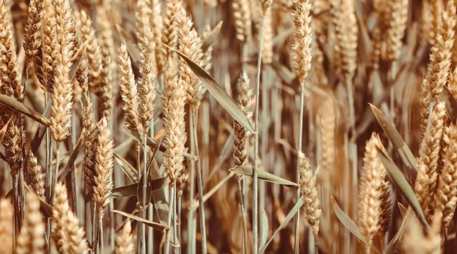 Buğday ve Arpa Alım Fiyatları Açıklandı!