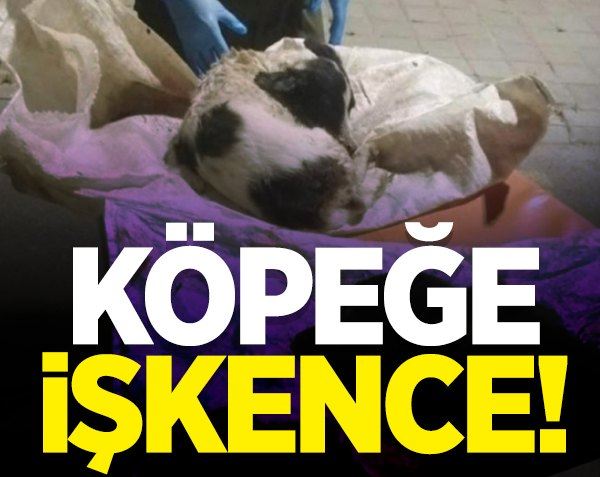 Köpeğe işkence etti!