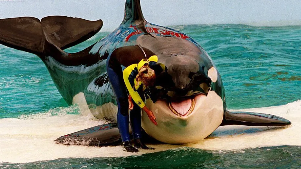Katil balina 50 yılı aşkın esaret altında tutulduğu akvaryumda öldü