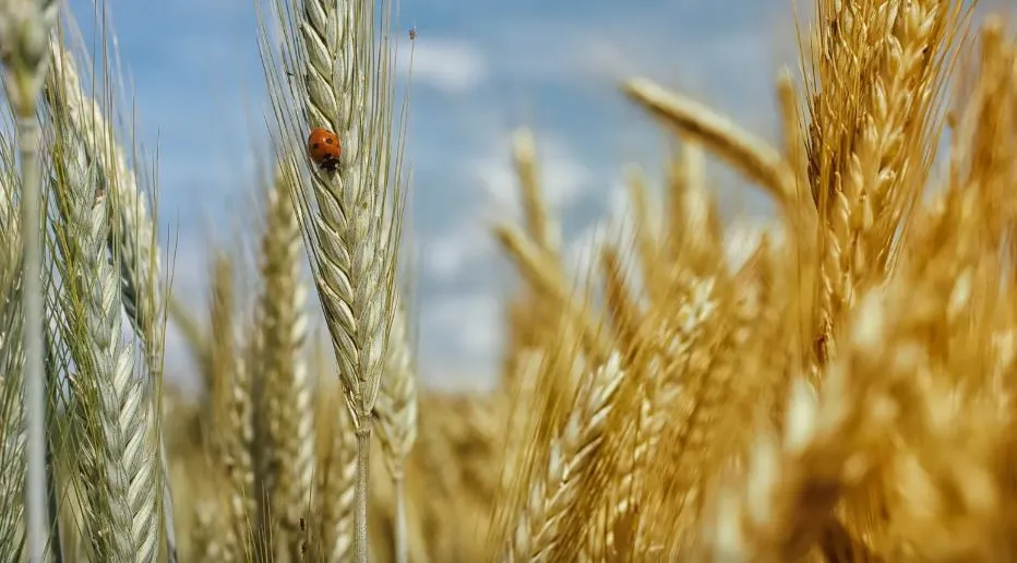 Buğday ve Arpa Alımında Sevindiren Zam!