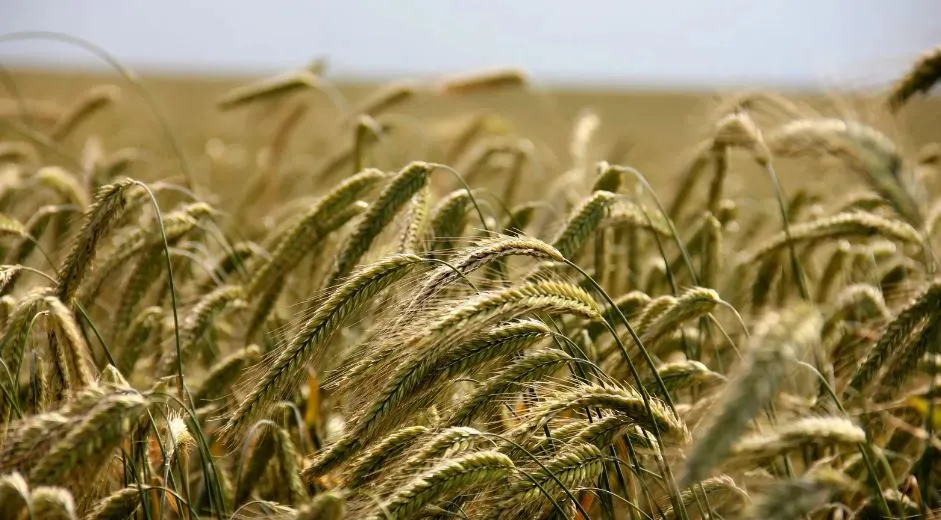Buğday ve Arpa Alım Fiyatları Düşüşe Geçti! 