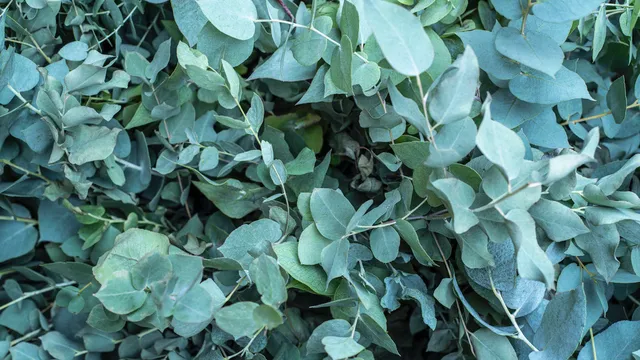 Okaliptus fidanı ne zaman dikilir, nasıl yetiştirilir?