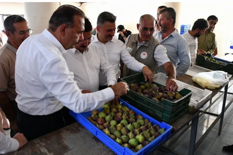 Bursa