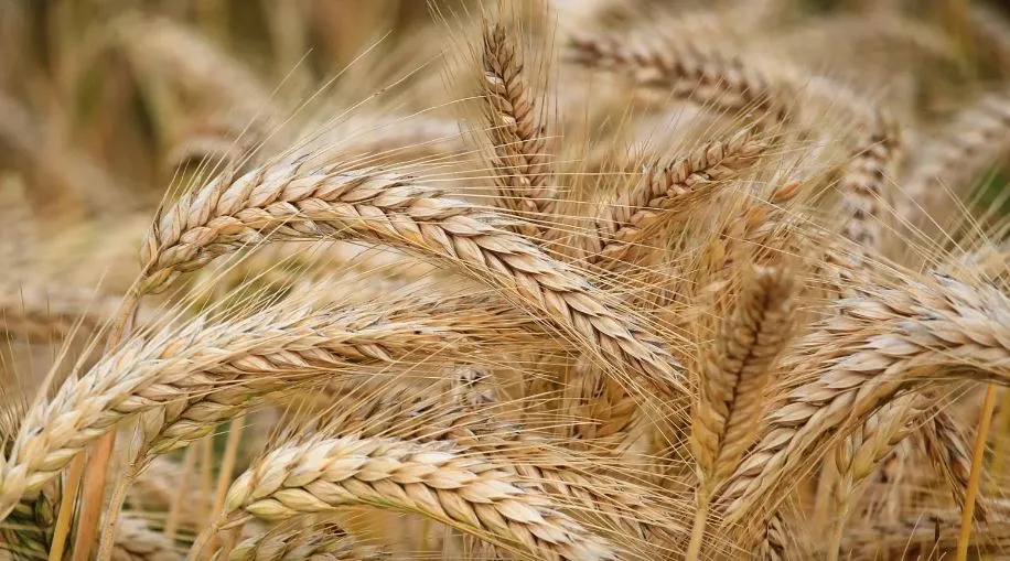 Buğday ve Arpa Alım Fiyatları Güncellendi!