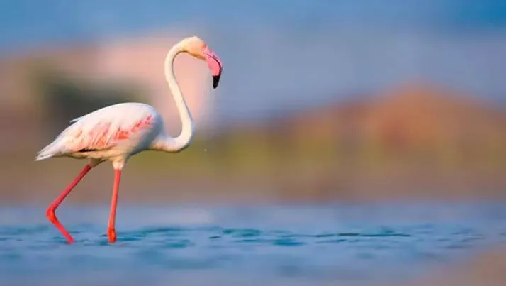 Kahve Falında Flamingo Ne Anlama Gelir?