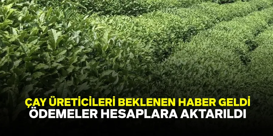 ÇAYKUR, Temmuz Yaş Çay Bedeli ve Organik Çay Desteklemesini Üreticilerin Hesaplarına Aktardı