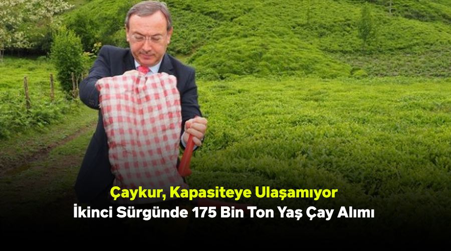 Çaykur, Kapasiteye Ulaşamıyor: İkinci Sürgünde 175 Bin Ton Yaş Çay Alımı