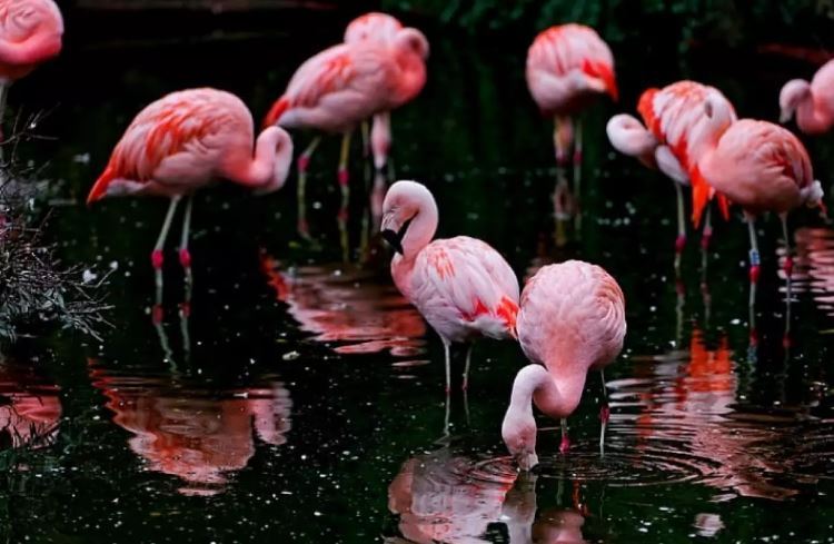 Rüyada Flamingo Görmek Ne Demek?