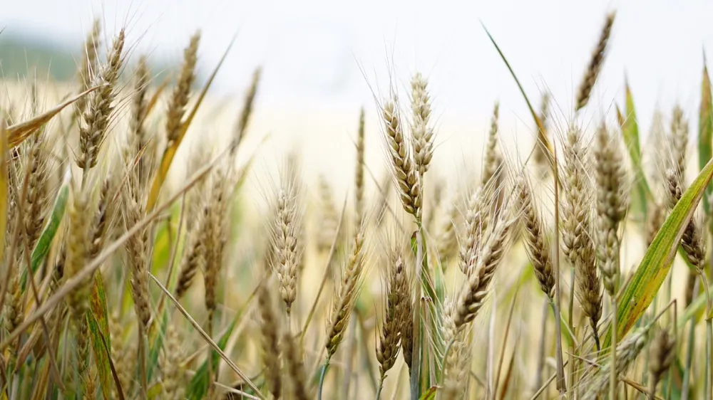 Güncel buğday ve arpa fiyatları yayınlandı