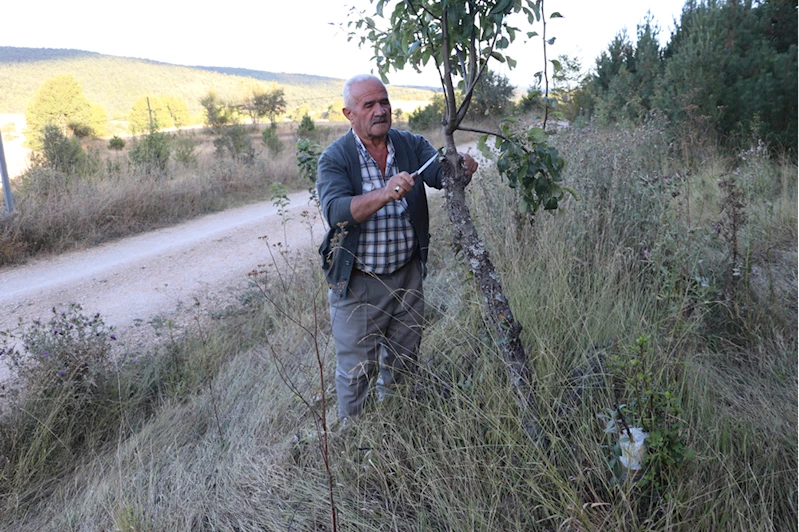 Emekli işçi köy yolundaki ağaçları meyve vermesi için gönüllü aşılıyor