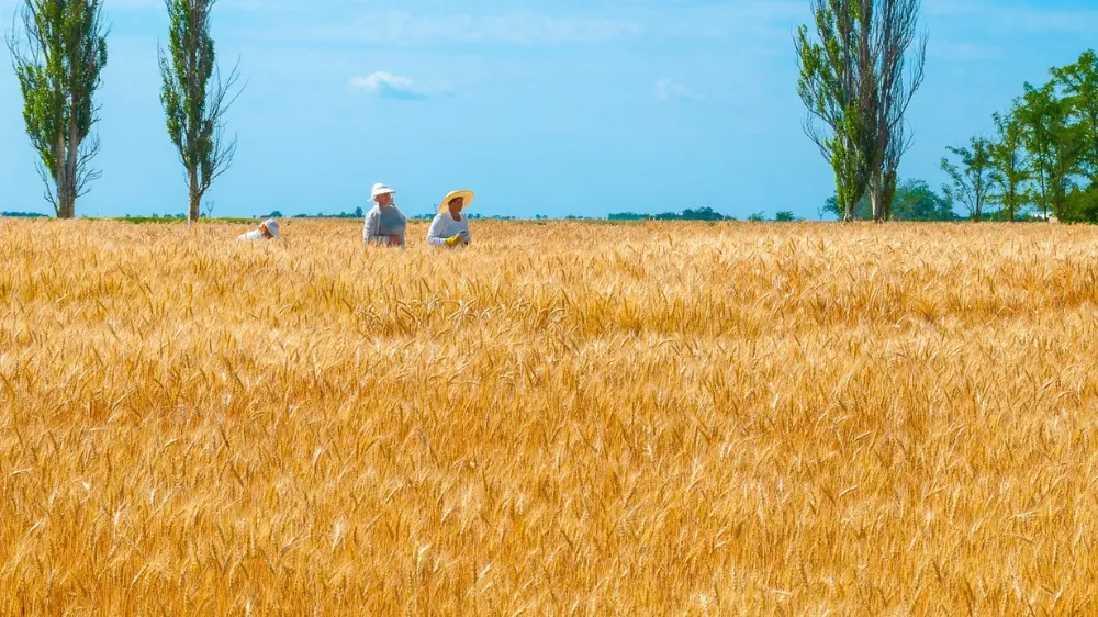 TOBB güncel buğday ve arpa alım fiyatları düşüşe geçti